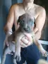 🐶 Продавам красиви Американски Питбул кученца - 8 броя, 2 месеца, снимка 16