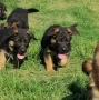 Kennel von Haus Evelin , снимка 6