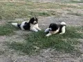 Български  овчарски кучета, снимка 2
