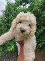 Lagotto Romaniolo , снимка 1