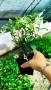 Жасмин, Trachelospermum Jasminoides, вечнозелен, студоустойчив, снимка 15