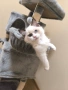 Ragdoll Cats / Регдол котенца , снимка 2