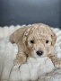 Ексклузивни Малтипу F1b бебета (Maltipoo) + Пълен Премиум Стартов Пакет (Подарък над 300€), снимка 1