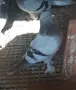 Два мъжки мардини , снимка 1