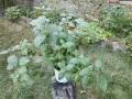 Обичка многогодишна/Фуксия Магеланика, снимка 3