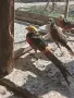 Червенозлатни  мъжки фазани, снимка 1