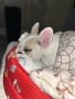 🐶 Френски булдог , снимка 3