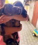 Продавам 2 мъжки курцхарчета, снимка 7