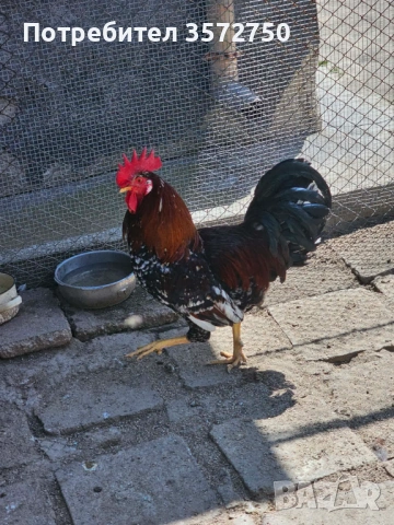 Свободни петли за разплод, снимка 3 - Кокошки и пуйки - 54327939