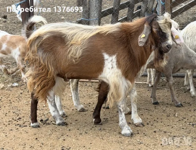 Продавам козел/пръч 
