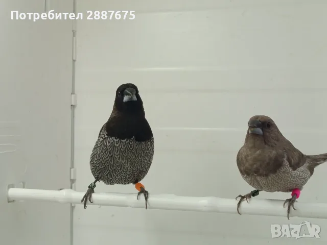Люспогърди амадини, снимка 6 - Амадини - 55601353