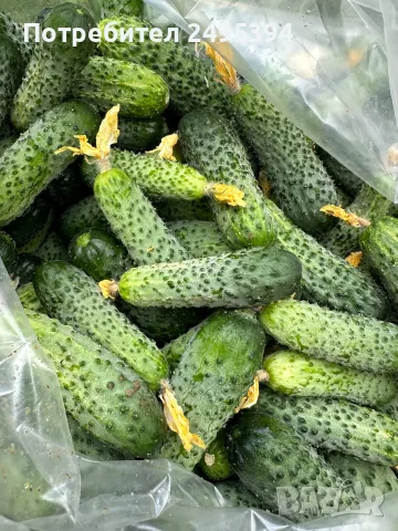Продавам Краставички корнишони , снимка 2 - Домашни продукти - 55376452