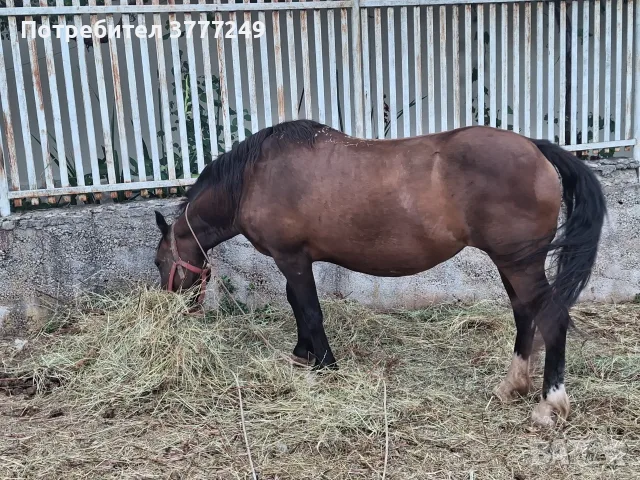 Продавам две кобили, снимка 2 - Коне - 55545938
