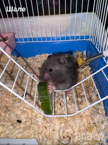 Сирийски Хамстерчета, снимка 2 - Хамстери - 54358079