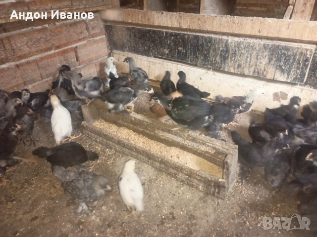 Пиленца(пилета) на 20дни., снимка 11 - други­ - 55062573