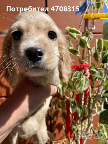 Кокер шпаньол момченце 2 ваксини, снимка 2 - Кокер шпаньол - 54349730