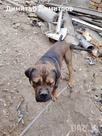 Продавам чистокръвни кученца 5бр 1мъшко 4 женски