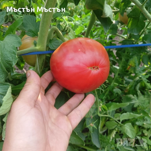 Разсад розов домат магия- макс, снимка 5 - Разсади - 54202106