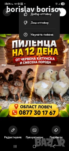 Малки пилета и пъдпъдъци!, снимка 4 - Кокошки и пуйки - 54910727