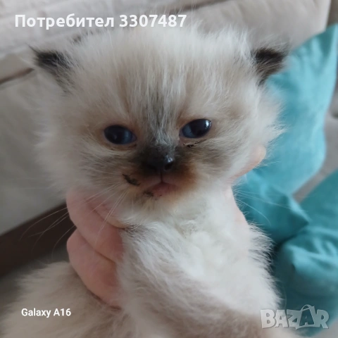 Коте Регдол, снимка 2 - Други - 54607291