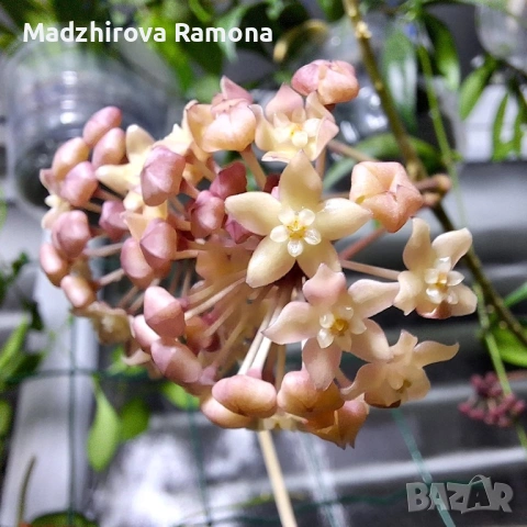 Hoya Хоя Sarawak