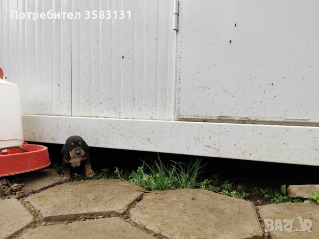         Български гончета.        Кученцата са родени на 6ти Март 