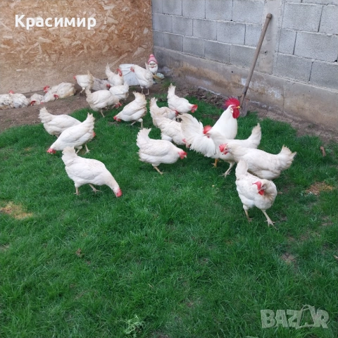 Разплодни яйца от бял Легхорн, снимка 3 - За птици - 54383823