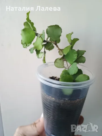 Хоя, hoya kanyakumariana, снимка 2 - Стайни растения - 55440846