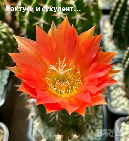 Кактус Echinopsis Hybrid Orange Kunigin оранжев цъфтеж