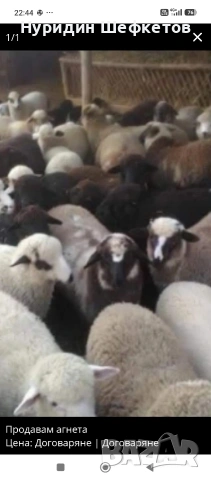 Продавам агнета 