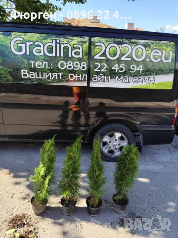 Западна туя Смарагд (Thuja occidentalis Smaragd), снимка 9 - Градински цветя и растения - 27492741