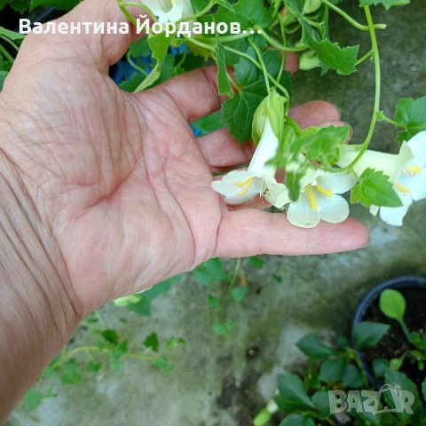 азарина 