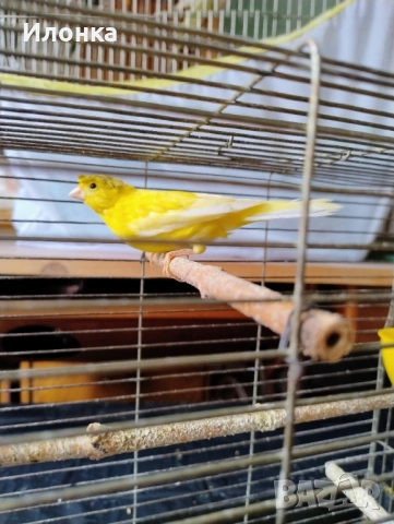 Канарче, снимка 4 - Канари - 54031208