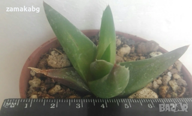 Алое, Алворхия (Aloe studnerii, Alworthia Black Gem, walmsleys bronze)