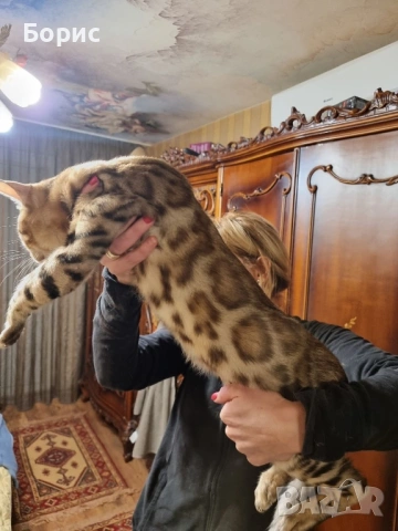 Бенгалски котета, снимка 6 - Бенгалски - 35882650