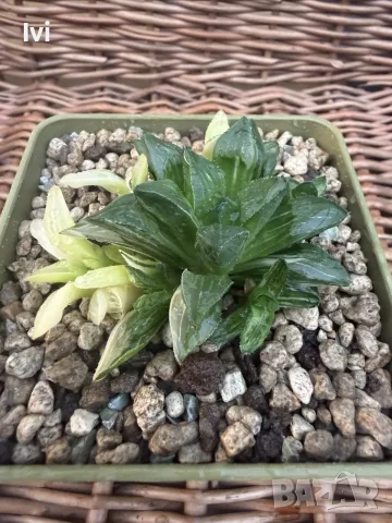 Рядка Вариегатна Хавортия (Haworthia retusa f. variegata) – Колекционерска, снимка 2 - Стайни растения - 55541493