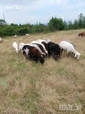 Продавам овце и кози, снимка 2 - Овце - 54865872