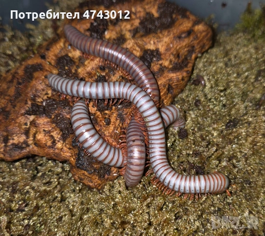 Spirobolus (Tonkinudulanus и Anadenobolus monilicornis
