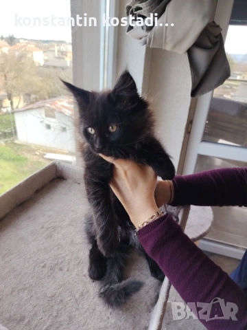 Уникални котенца Мейн кун , снимка 7 - Мейн кун - 55173454