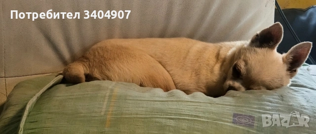 Бял чихуахуа за разплод, снимка 5 - Други животни - 54697989