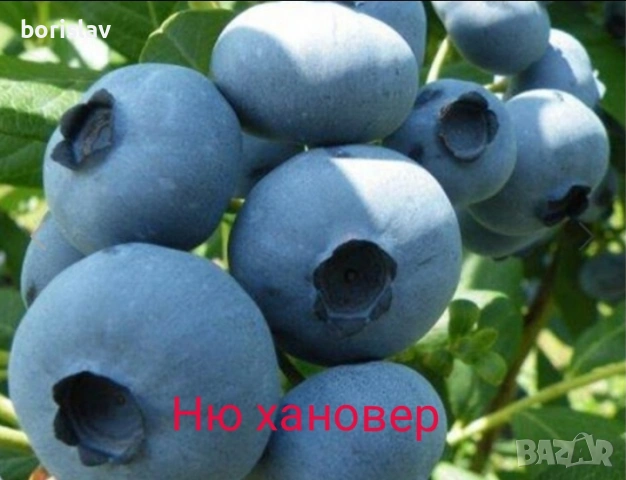 Американска Боровинка(разсад) сорт Ню хановер