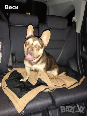 френски булдог 