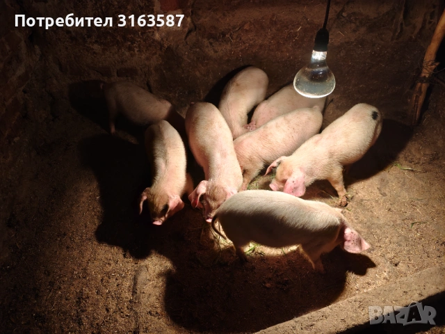 Малки прасенца , снимка 3 - Прасета - 54566643