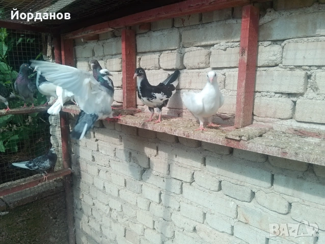 Продавам пазарджишки гълъби, снимка 7 - Гълъби - 54780576
