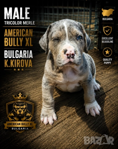ТОП !!! Американско Були Хл American BULLY Xl ABKC, снимка 2 - Други - 55270499