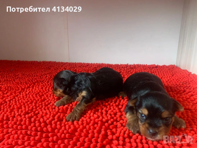 Мини и стандартни Йорки мъжки 35 дни и Супер мини Йорки мъжки 1,5 кг на две години, снимка 5 - Йоркширски териер - 53228272