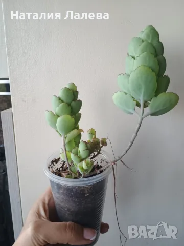 Каланхое, Kalanchoe laxiflora ssp. violacea, снимка 4 - Стайни растения - 55440719