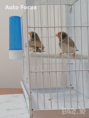 Продава се джъмбо амадини 2 мъжки