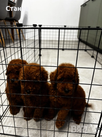 Мини пудели / Mini Poodles, снимка 6 - Пудели - 55286833