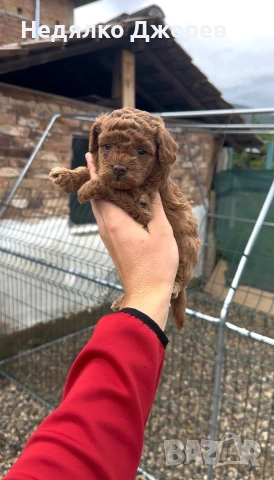 Пудел Той/Poodle toy